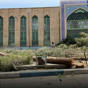 قلع و قمع درختان محوطه مسجد جامع مهریز یزد