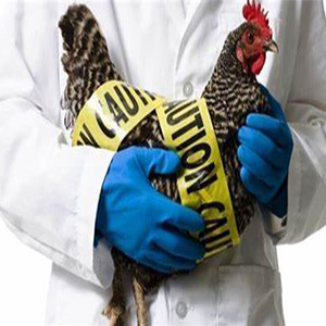 کدام افراد مستعد ابتلا به آنفلوآنزای مرغی H۷N۹ هستند؟