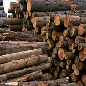 داستان تلخ قطع درختان جنگلی و قوانین قدیمی