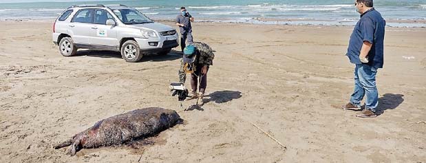 مرگ بی‌صدای فوک‌ها در سواحل دریای خزر | کشف ۱۴ لاشه در ۱۰ روز