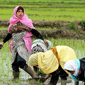 نقش مهم زنان روستایی در تامین امنیت غذایی کشور / تولید و فروش محصولات سالم؛ ضامن آینده زنان روستایی