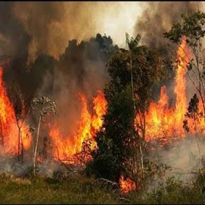 مواد سمی ناشی از آتش سوزی جنگل ها وارد مغز می شود