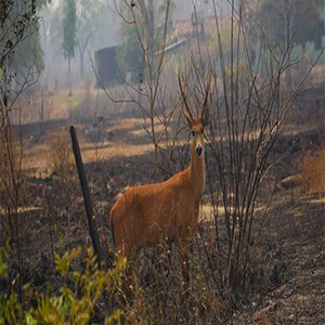 ۱۷ میلیون حیوان در آتش‌سوزی‌های جنگلیِ برزیل تلف شده‌اند